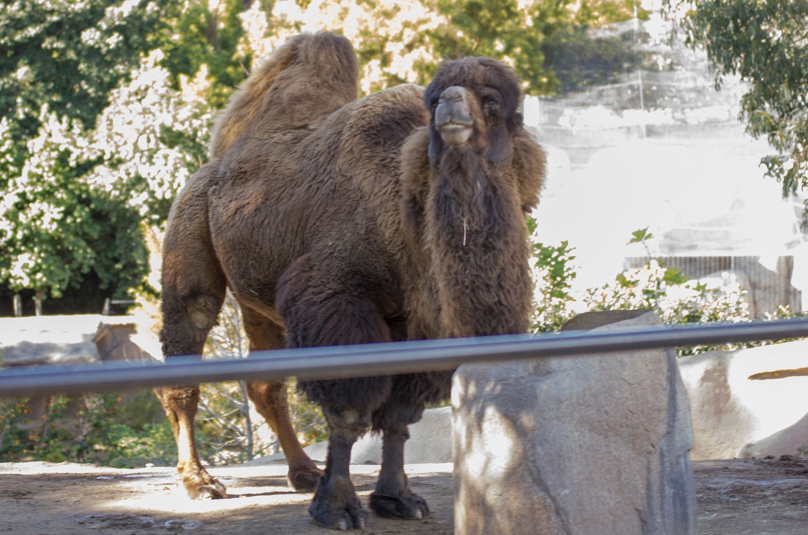 San Diego Zoo Part I 031
